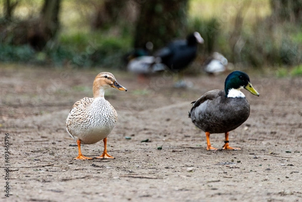 Obraz couple de canard
