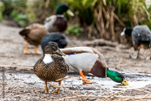 Obraz couple de canard