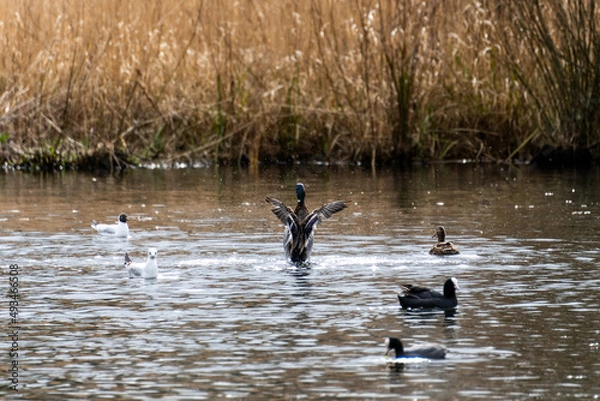 Obraz canard qui prend son envole