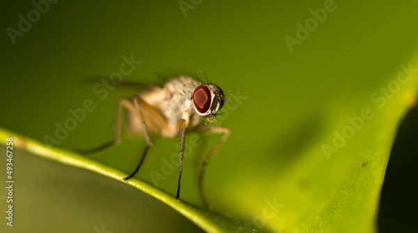 Fototapeta Fliegenmakro