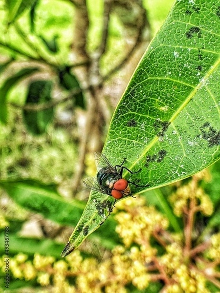 Fototapeta Chrysomya megacephala'', better known as the oriental latrine fly, is a member of the family Calliphoridae, which perches on green leaves