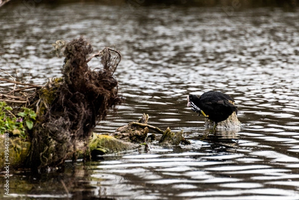 Obraz poule d'eau lac