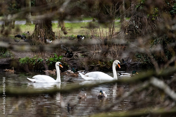 Obraz couple de cygne avec canards