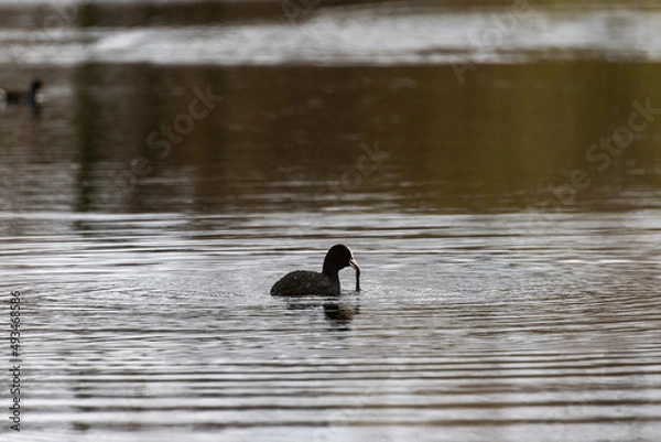 Obraz pêche pour l'eau