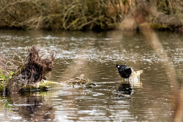 Obraz poule d'eau lac