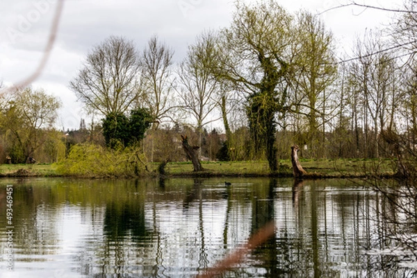 Obraz nature lac avec arbre reflets