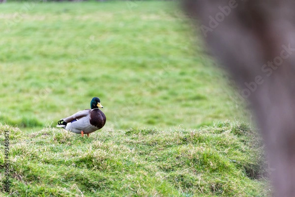 Obraz canard dans l'herbe
