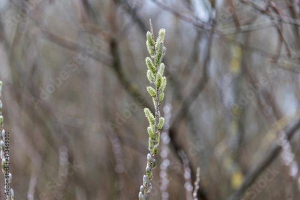 Obraz bourgeons d'arbre printemps