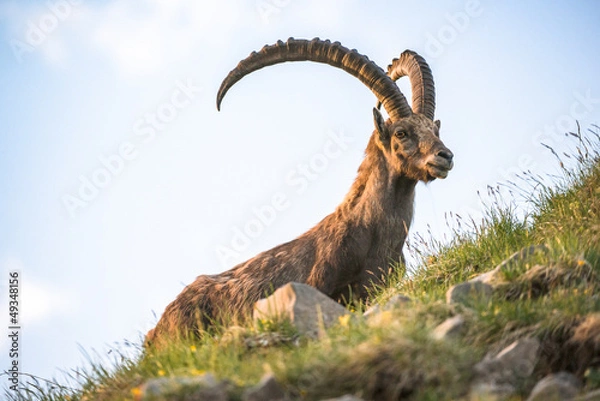 Obraz alpine ibex