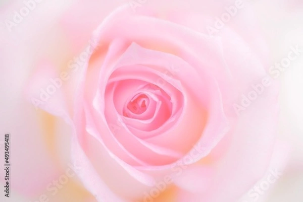 Obraz pink rose close up