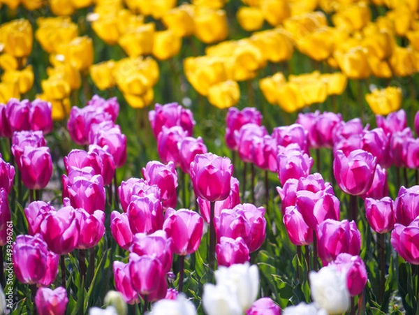 Obraz field of tulips