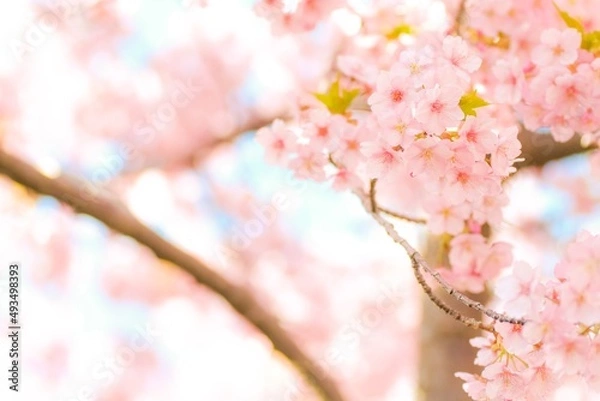 Obraz pink cherry blossom