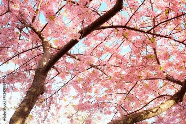 Obraz pink cherry blossom