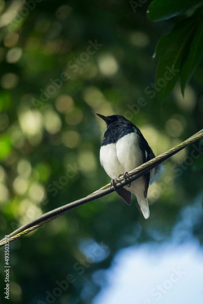 Obraz Barn swallow (Hirundo rustica) or swift, lovely black bird with brown face perching on bamboo pole over green blur background