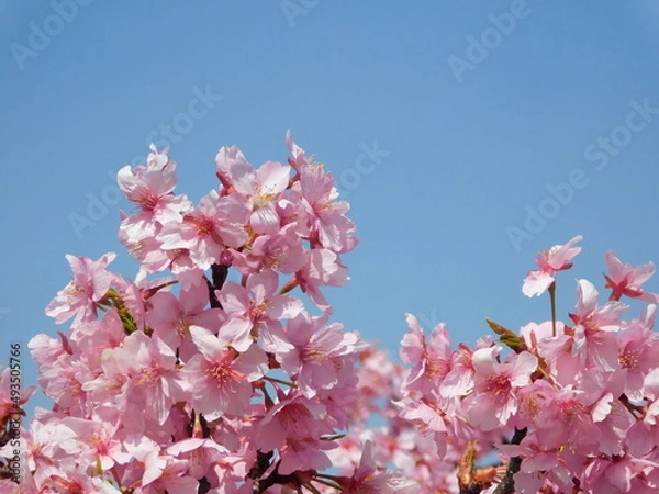 Fototapeta 淀の河津桜(京都市伏見区で2022年3月撮影)