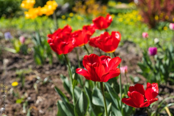 Obraz Beautiful fluffy peony-shaped tulips in a flower bed. Tulip in the form of a peony flower in red. The background is blurred. Sunny spring day. The flower with a lot of petals.