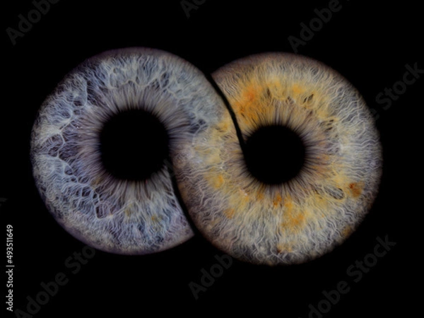 Obraz Irisfotografie