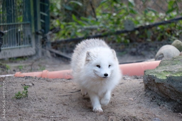 Fototapeta Schneehund