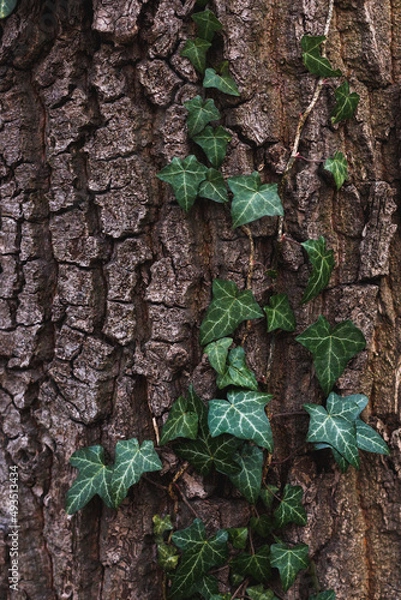 Fototapeta ivy branches wrapping around a large tree