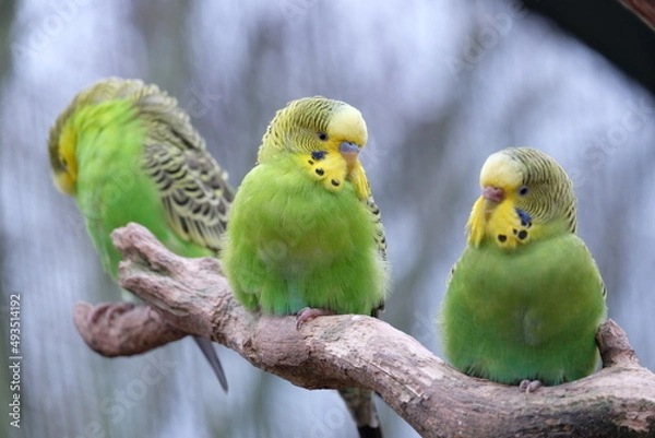 Obraz Wellensittiche