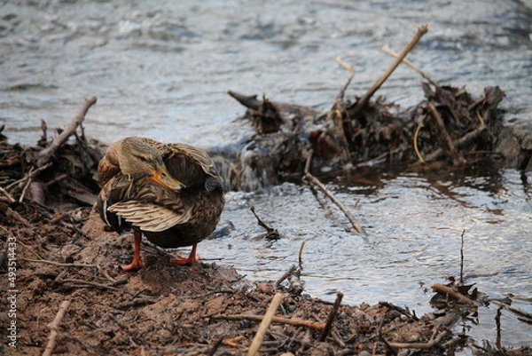 Obraz Ente beim Reinigen