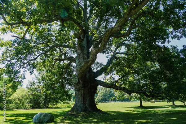 Obraz Big oak tree/Grand chêne