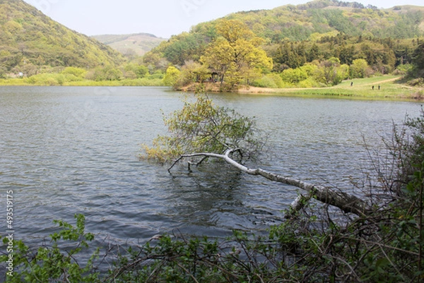 Obraz fallen tree floating on the river
