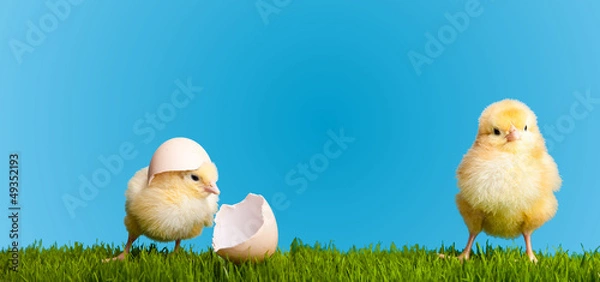Obraz Easter eggs and chickens on green grass on blue background