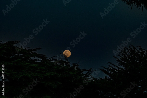 Fototapeta Moon over trees
