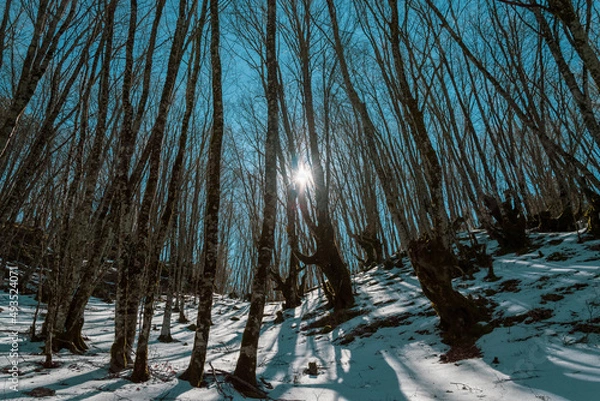 Obraz Sun Behind the Trees