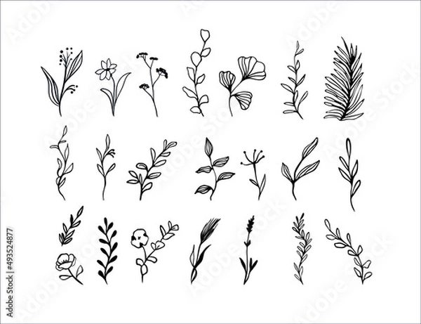 Fototapeta Vector flowers, branches and leaves. Botanical hand drawn elements. Monochrome botanical illustrations.