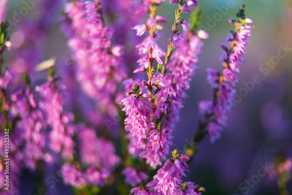 Fototapeta heath close up, Calluna vulgaris macro in summer