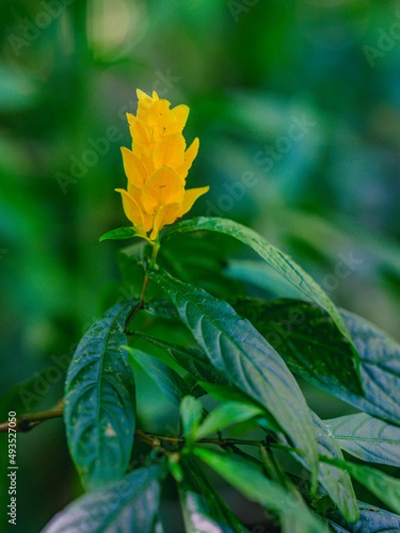 Fototapeta Exotic unreal flowers in wildlife jungle Dominican Republic