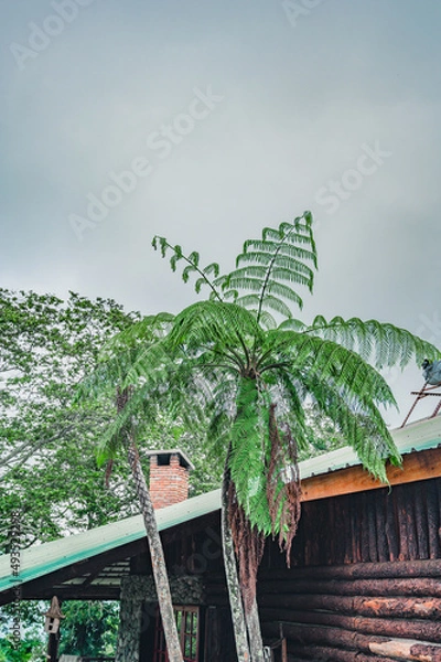 Fototapeta Huge fern tree in wild tropical rain forest