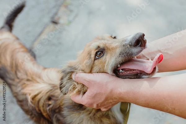 Obraz Close-up of hands stroking a big dog on head. Friendship, support, love concept