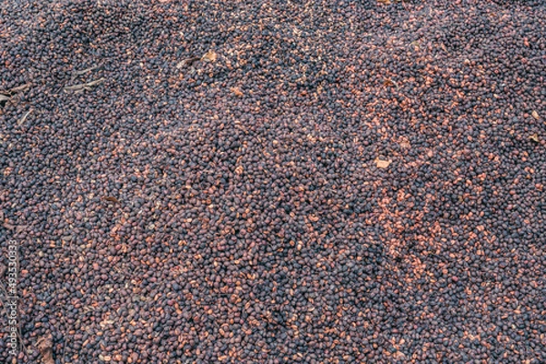 Obraz Coffee processing during preparation for sale beans