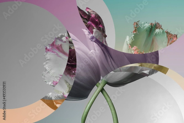 Fototapeta gray tulips and graphic circles elements, abstract gray background.