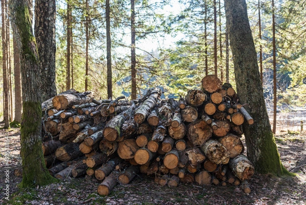 Fototapeta Stack of firewood in forest on a sunny spring day.
