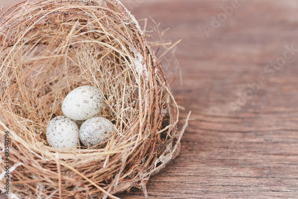 Fototapeta Real estate buying and leasing concept, home finance concept, Little bird's egg in birds nest isolated on a wooden floor.