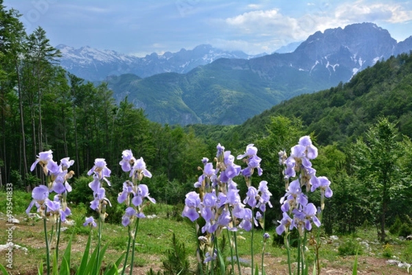 Obraz The Accursed Mountains in Albania visible from Theth