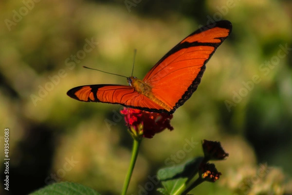 Fototapeta orange butterfly in nature