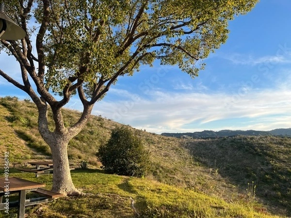 Obraz tree in the mountains