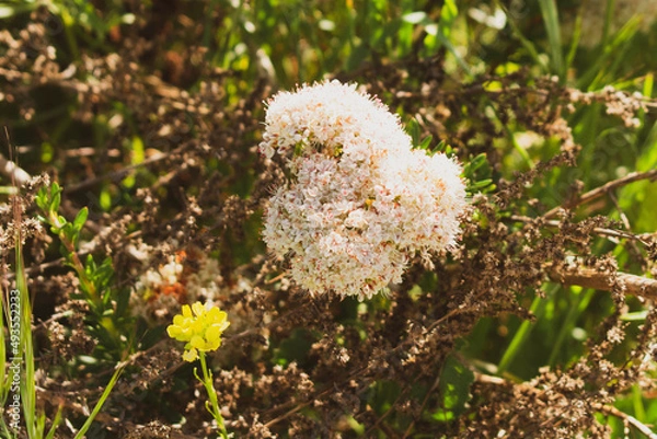 Obraz flower in the forest