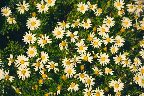 Obraz daisies in a field