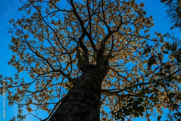 Obraz Green tree over blue sky