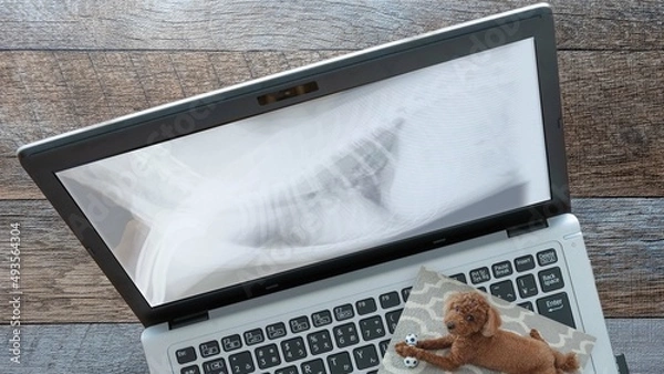 Obraz 愛犬トイプードルの病気（腹部レントゲン写真）パソコン