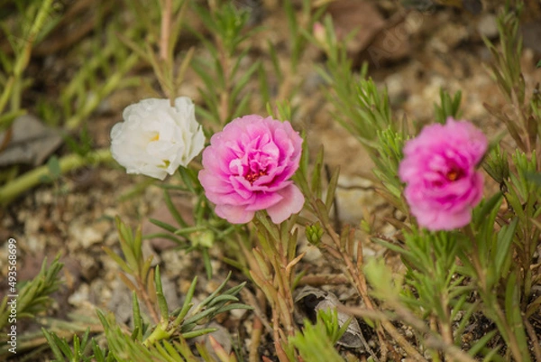 Fototapeta Fresh flowers that are sunlight