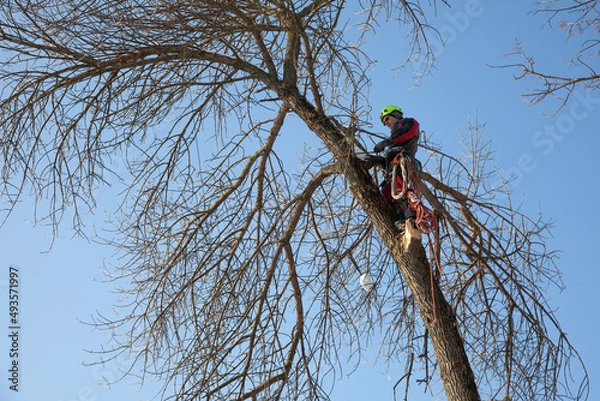 Fototapeta Tree surgeon. Working with a chainsaw. Sawing wood with a chainsaw.