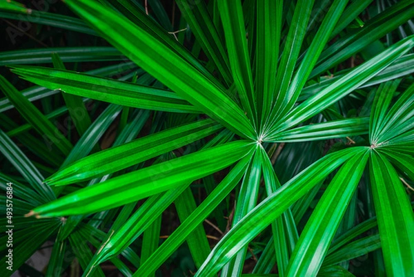 Obraz Green palm leaf background