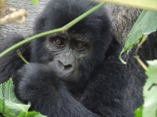 Obraz Gorilla beringei beringei